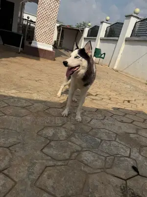 1+ year Male Purebred Siberian Husky