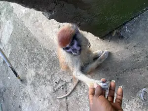 Patas Monkay