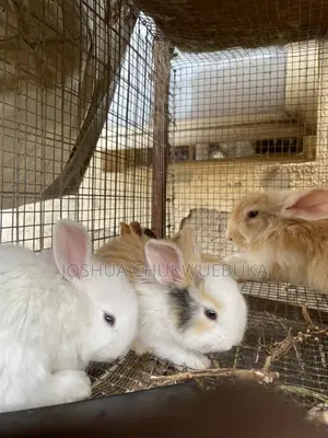 Healthy Weeners