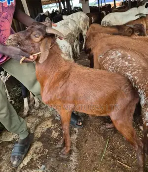 Get Your Goat for All Your Events With Quality You Can Trust