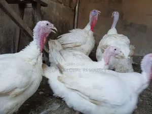Foreign Turkey