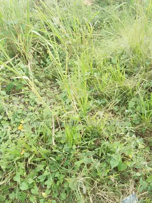 1000sqm of Land Facing the Main Road