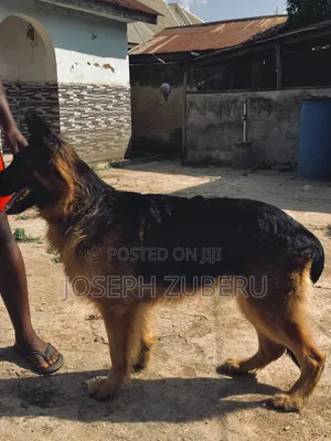 1+ year Male Purebred German Shepherd