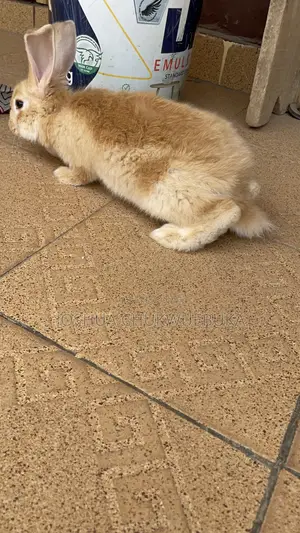 Pet Bunnies