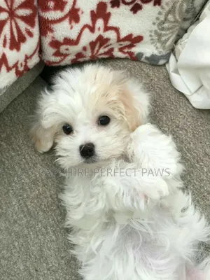 1-3 months Female Purebred Lhasa Apso