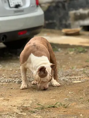 3-6 months Male Purebred American Bully