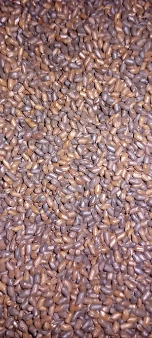 Roasted Cassia Senna Tora Seeds 1kg