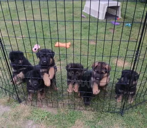 1-3 months Female Purebred German Shepherd