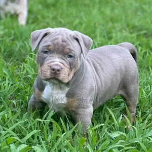 1-3 months Female Purebred American Bully