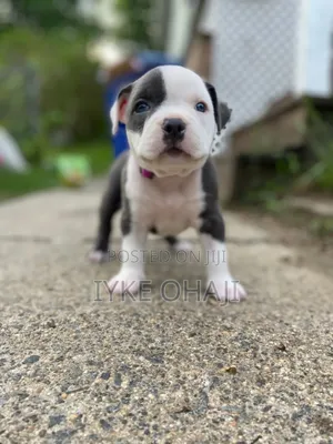 1-3 months Female Purebred American Bully