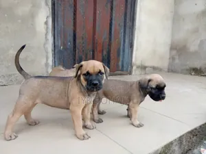 1-3 months Male Purebred Boerboel