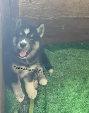 1-3 months Female Purebred Siberian Husky