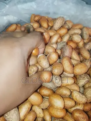 Bitter Kola Available in Large Quantities
