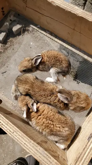 Cute Little Bunnies