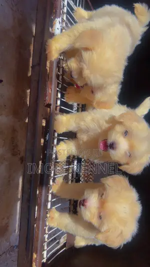 1-3 months Female Purebred Lhasa Apso