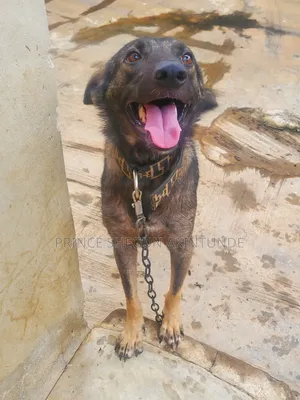 6-12 months Male Purebred German Shepherd