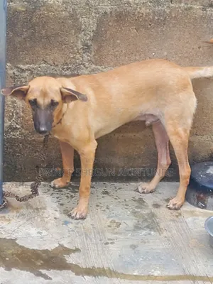 3-6 months Male Mixed Breed German Shepherd
