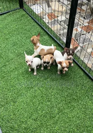 1-3 months Female Purebred Chihuahua