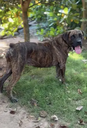 6-12 months Female Purebred Boerboel