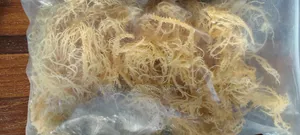 Half Kg of Raw Natural Gold Seamoss Available for Wholesaler Retailers