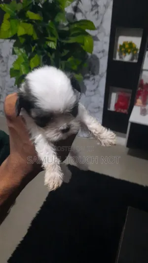 1-3 months Male Purebred Lhasa Apso