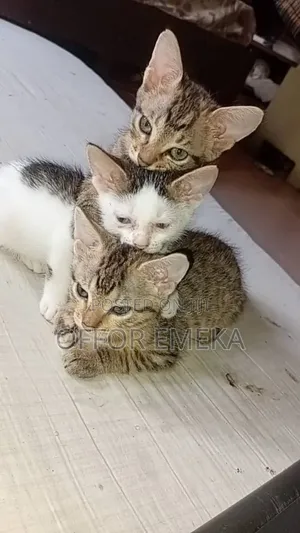 1-3 months Female Mixed Breed Tabby