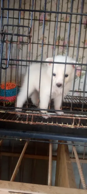 1-3 months Female Purebred American Eskimo