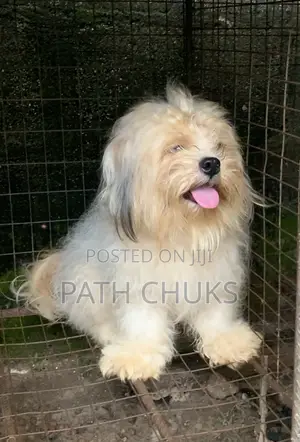 Fluffy Adult Male Lhasa for Mating