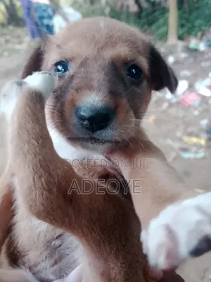 0-1 month Female Mixed Breed Chow Chow