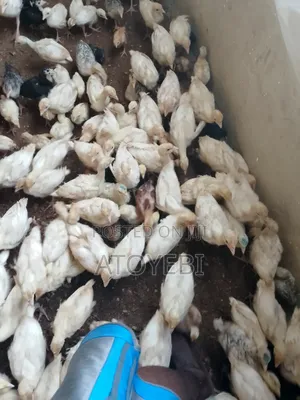 6 Weeks Foreign Turkey Is Available for Sale