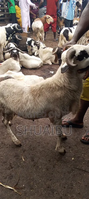 Rams Goats and Cows for Sale