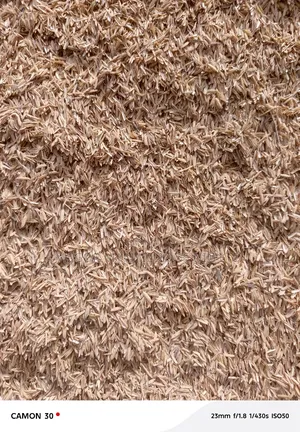 High Quality Rice Hull/Husk/Bran