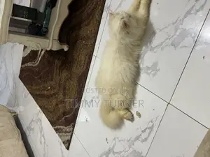 6-12 months Female Purebred Persian
