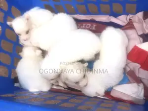 1-3 months Female Purebred American Eskimo