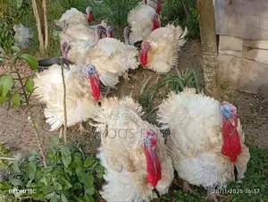 Foreign Turkey