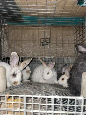 Lovely Pets