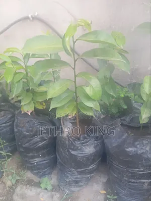 Soursop Seedlings