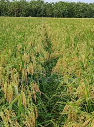 Rice  Seeds Etc