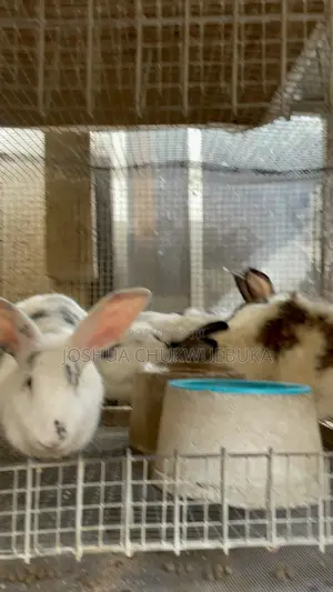 Quality Breeding Stocks