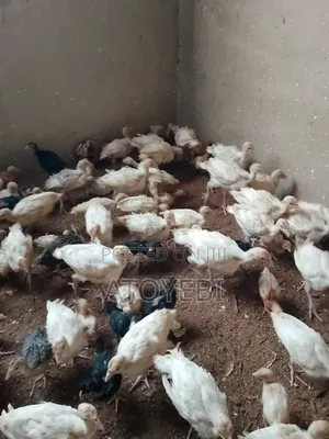 Turkey Is Available