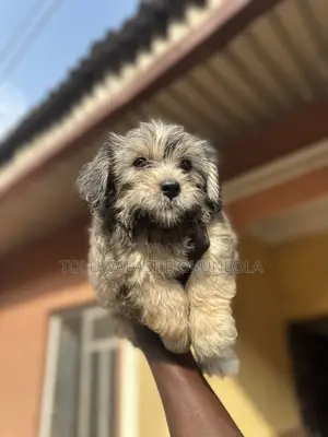 1-3 months Male Purebred Lhasa Apso