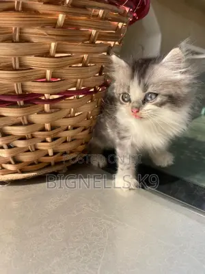 1-3 months Female Purebred Persian