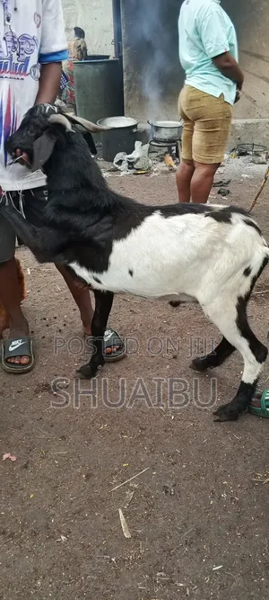 Life Goats Rams and Cows for Sale