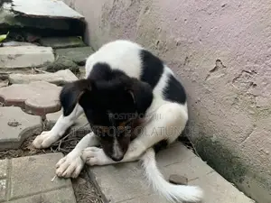1-3 months Male Mixed Breed Jack Russell Terrier