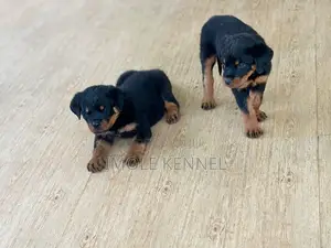 1-3 months Female Purebred Rottweiler