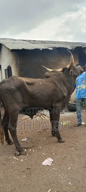 Life Goats Rams and Cows Cheap