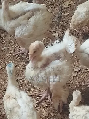 Well Vaccinated 6 Weeks Imported Turkey Is Available