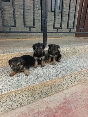 1-3 months Male Purebred German Shepherd