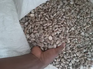 Castor Seed