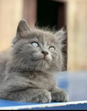 1-3 months Male Purebred American Shorthair